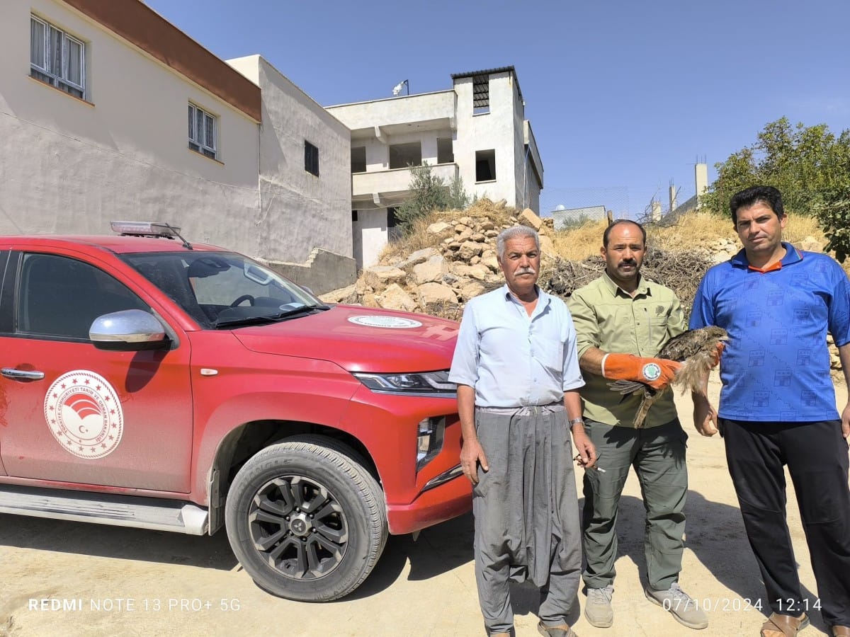 Şanlıurfa bir ilçesinde Yaralı Karaçaylak Tedavi Altına Alındı