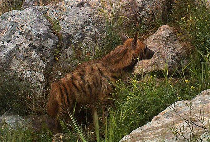 Şanlıurfa ve Adıyaman’da Çizgili Sırtlan Araştırması Başladı