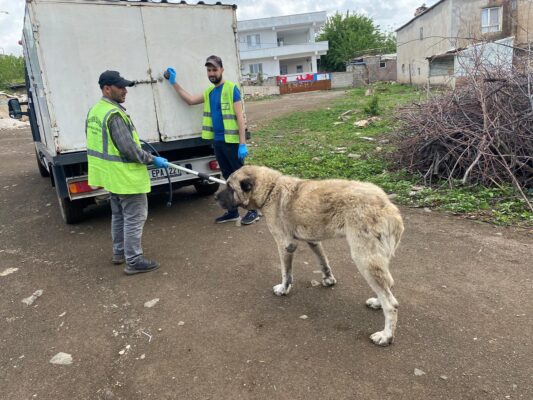 Siverek’te Sokak Hayvanları İçin Harekete Geçildi