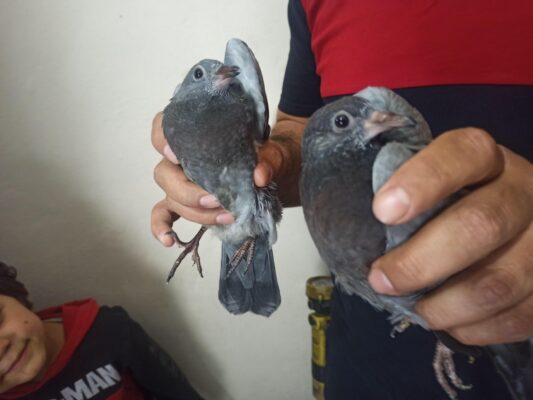 Şanlıurfa ‘da Güvercin kurtarma Operasyonu!