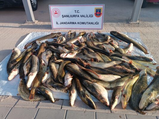 Kaçak Balık Avcılığına Jandarmadan Darbe: 24 Bin TL Ceza