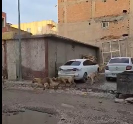 Suruç’ta Başıboş Köpek Alarmı: Öğrenciler Korku İçinde Okula Gidiyor