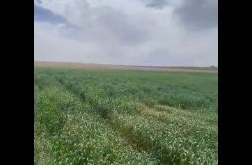 Şanlıurfa’da Tarım Alarm Veriyor: Çiftçiler Üretemiyor, Göç Artıyor