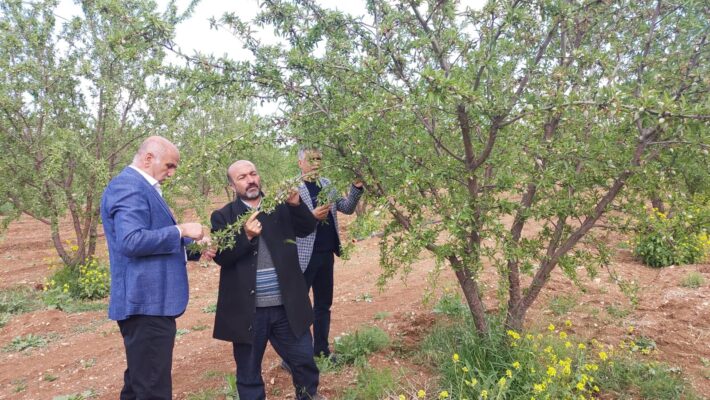 Karaköprü’de Meyve Bahçeleri Don Riskine Karşı Kontrol Ediliyor