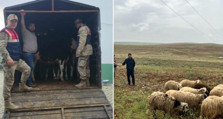 Kayıp hayvanlar jandarma tarafından bulundu