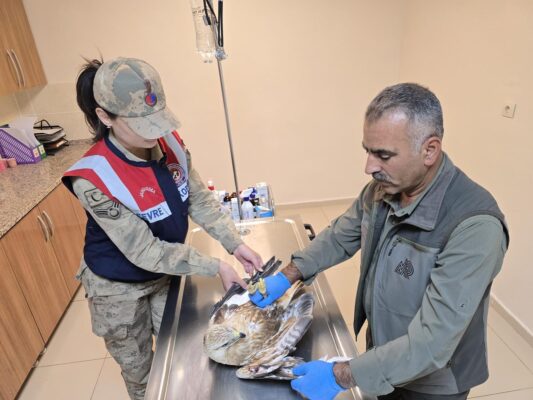 Şanlıurfa’da Yaralı Kartal Tedavi Altına Alındı