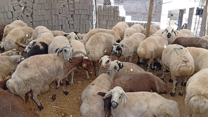 Şanlıurfa’da Küçükbaş ve Büyükbaş Kurbanlık Fiyatları Belli Oldu!