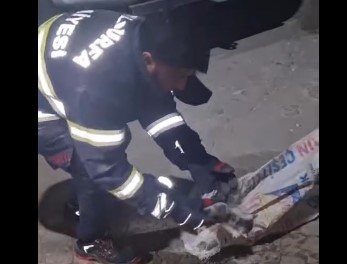 Havalandırma Boşluğuna Düşen Yavru Kedileri İtfaiye Kurtardı
