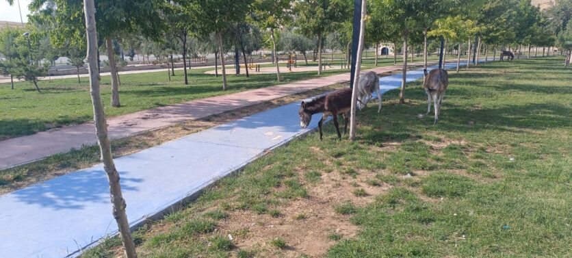 Kayıp Eşek 2 Ay Sonra 3 Arkadaşıyla Eve Döndü