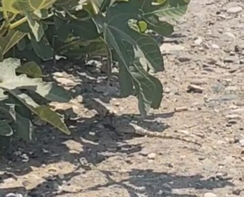 URFA’DA DEV ÇÖL VARANI GÖRÜNTÜLENDİ