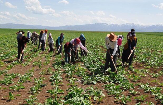 Siverek’te Mevsimlik Tarım İşçilerinin Tehlikeli yolculuğu