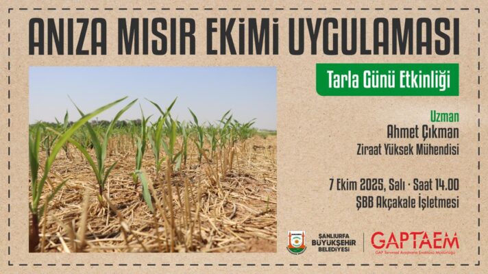 Anıza Mısır Ekimi Uygulaması Şanlıurfa’da Tarla Gününde Tanıtılacak