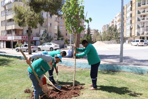 HALİLİYE’DE AĞAÇLANDIRMA SEFERBERLİĞİ DEVAM EDİYOR