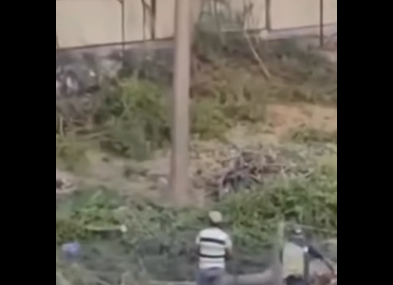Şanlıurfa’da Ağaç Kesimi Tepki Çekti