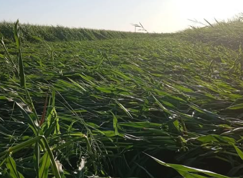 Harran Ovası’nda şiddetli rüzgar mısır tarlalarını vurdu