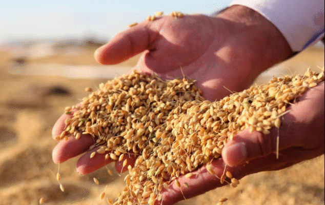 Karacadağ Pirincinde Hasat Zamanı: Ata Tohumun Bereketi Toplanıyor