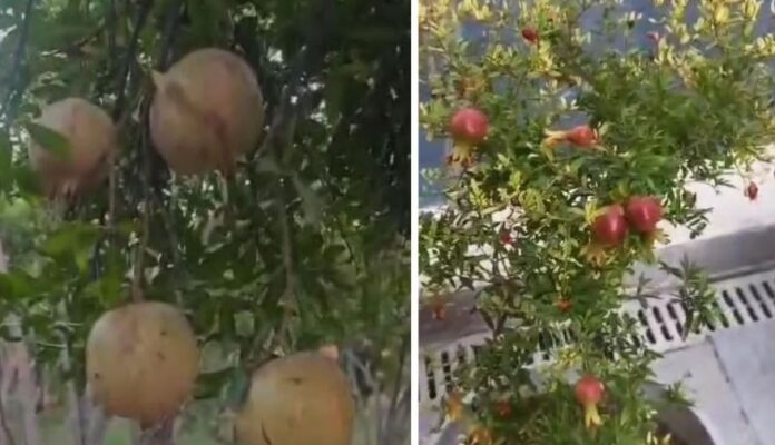 Suruç’ta Saksıda Yetişen Nar Fidanları Meyve Verdi!