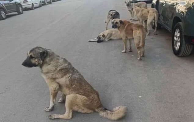 Urfa’da sokak köpekleri bir çocuğa saldırdı